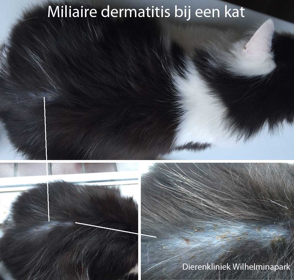 Een kat met vlooienallergie - miliaire dermatitis